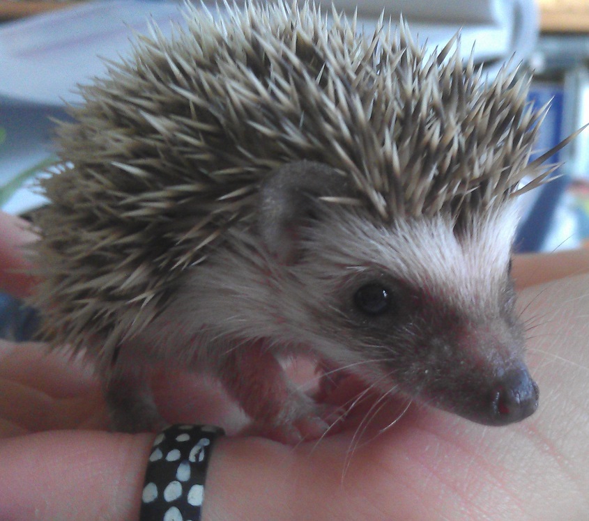 a collection of small animals including african pygmy hedgehogs, zebra doves, zebra finches, pekin bantam chickens, chinese painted quails, budgies, guinea pigs, and rabbits