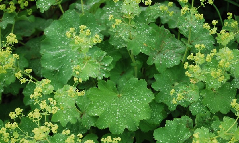 the flowers of the herbaceous perennial lady's mantle or alchemilla mollis rise above leaves with water droplets
