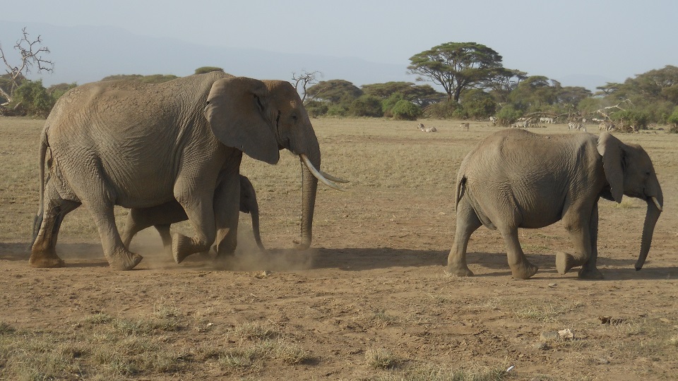 an elephant mother and her children walk with the herd on the plains of the Kenyan park Amboseli