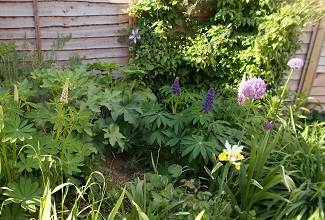 lupins add a touch of colour in the flower bed