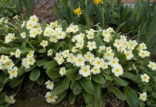 clumps of yellow flowers when the primroses flower in spring