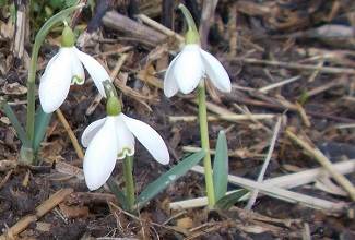 bright white flowers as the snowdrops herald the arrival of spring