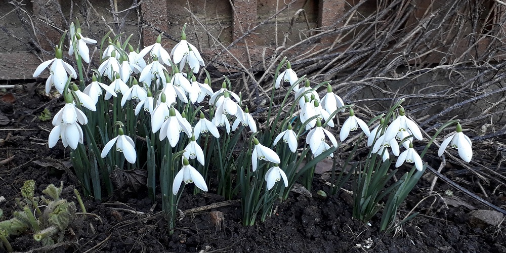 the first of the spring bulbs to appear is the snowdrop, small but dramatic, filling corners and empty spaces around shrubs