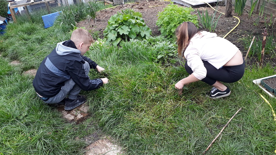George and Izzy cut freash grass for the guinea pigs that are members of the Petting Zoo that raises money for Porridge and Rice