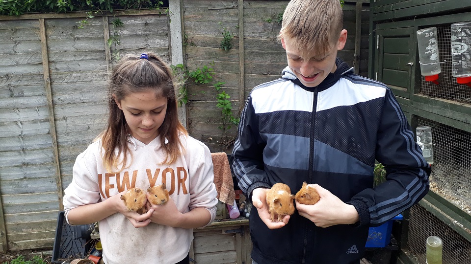 Baby guinea pigs, only 6 weeks old, are petted by young volunteers Izzy and George to get them used to people