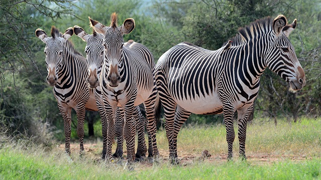 the endangered Grevy zebra of Kenya and Ethiopia