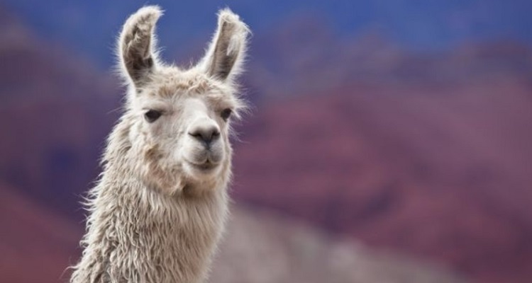The Unexpected Truth about Animals by Lucy Cooke